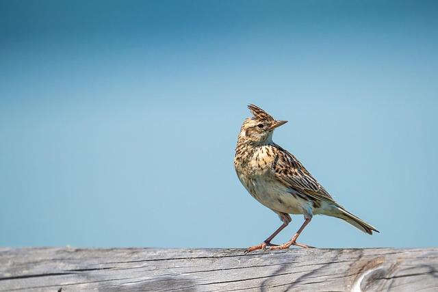 Exploring ⁤the Insulation Science Behind Feathered ⁣Friends⁣ Lark 10 UL and Its​ Rivals