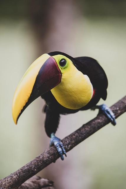Costa Rica Eco-Lodges Reviewed: Which Properties Truly Deliver on Sustainability Claims?